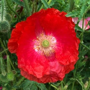 Meet your Posher, Teresa